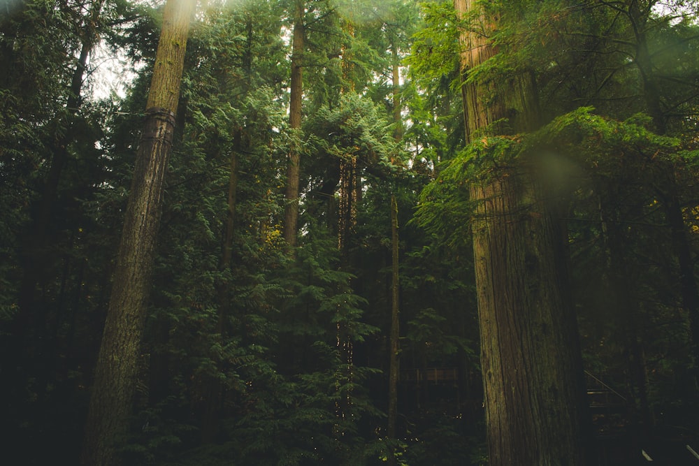 tall green trees