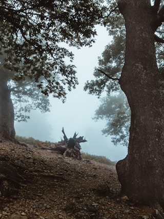 landscape photo of forest