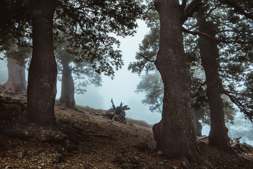 landscape photo of forest