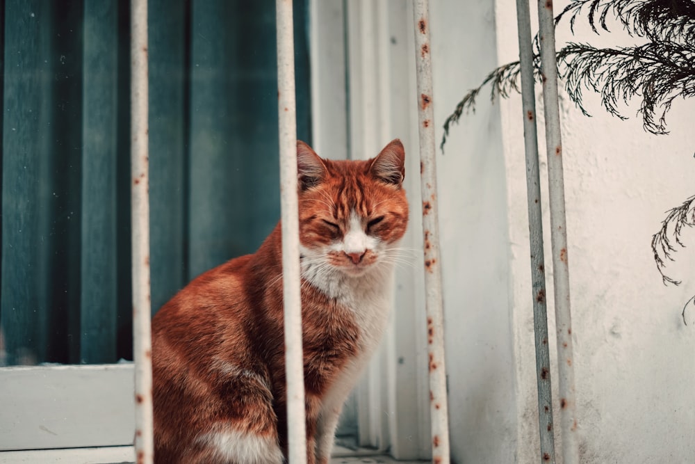 orange tabby cat near window grill