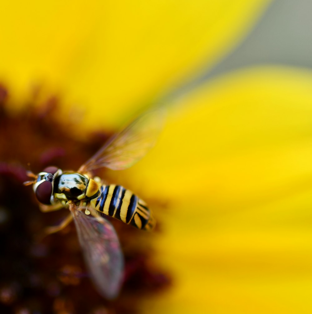 ミツバチ受粉花