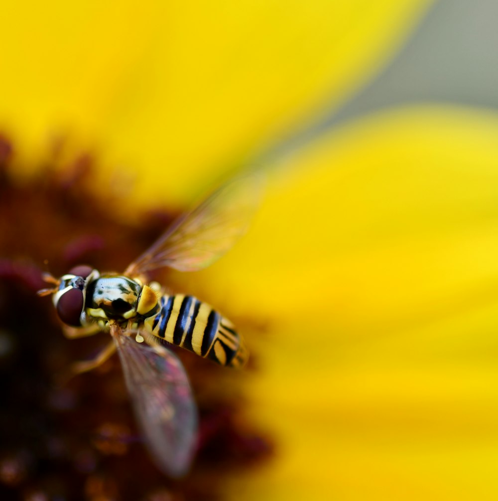 bee pollinating flower