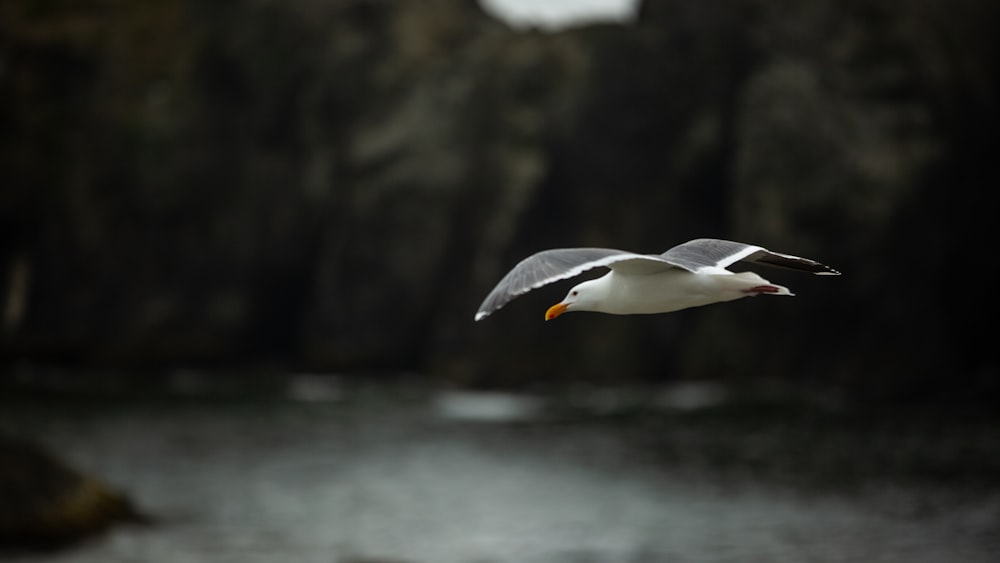 white and black bird photo