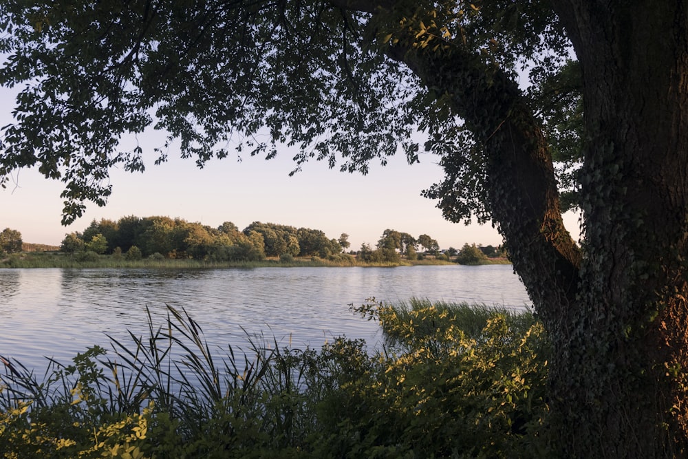 Árbol de hoja verde cerca del cuerpo de agua