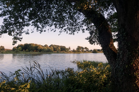 green leaf tree near body of water in Grindsted Denmark