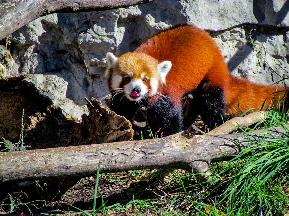 red panda standing between rock and tree branch