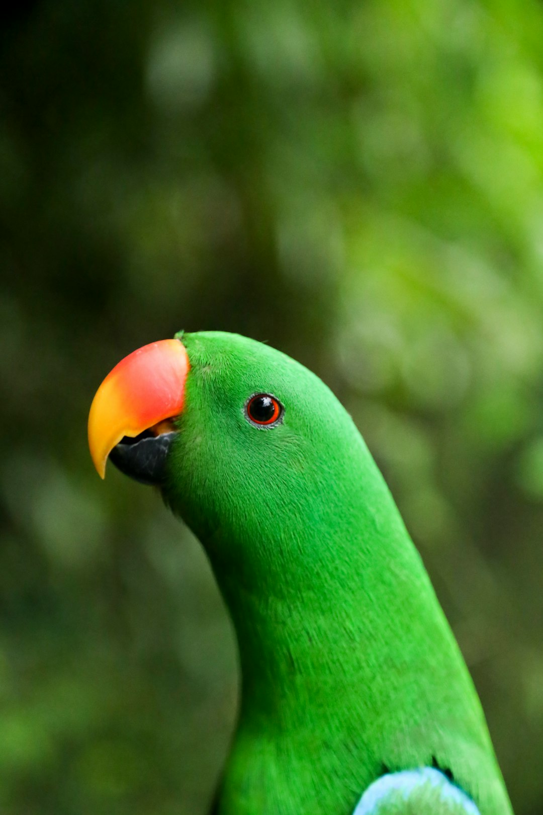close-up photo of green parrot