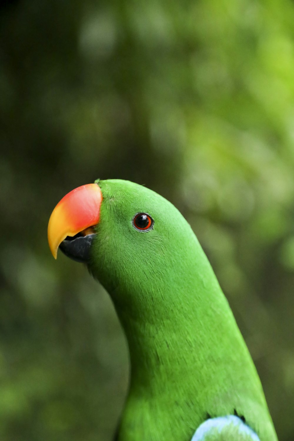 foto ravvicinata del pappagallo verde