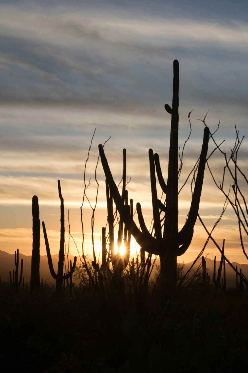 cacti silhouette across sunset photo