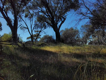 A serene habitat restoration site with young trees growing under a soft blue sky.