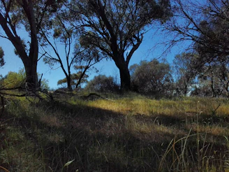 A serene habitat restoration site with young trees growing under a soft blue sky.