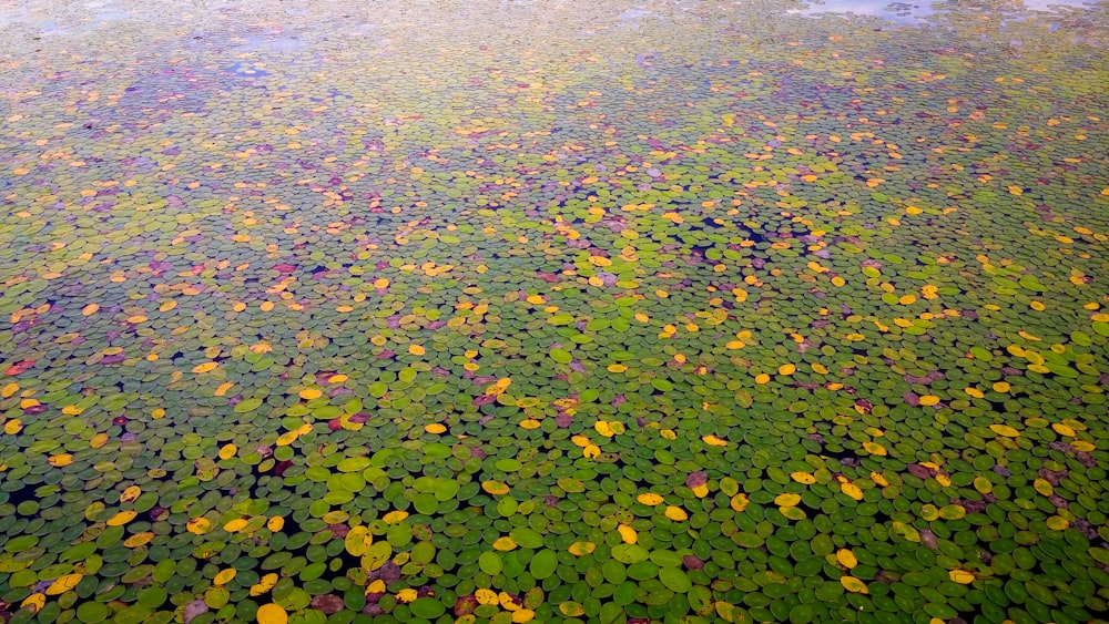 Fotografía aérea de campo verde y amarillo