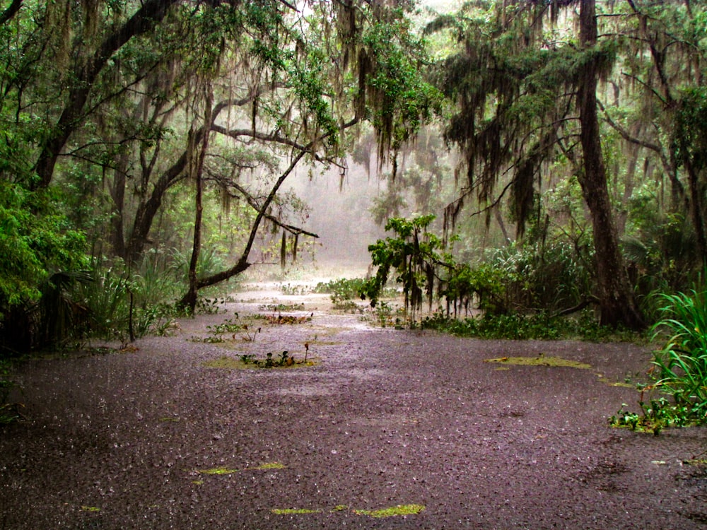 foresta pluviale