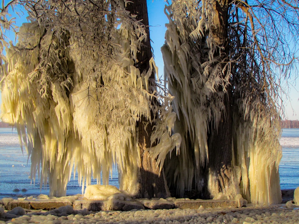 photo of leafless tree covered with ice