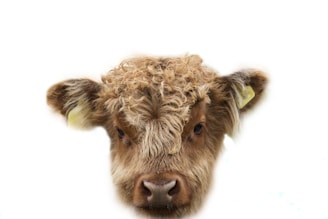 An illustration of Baxter the Highland Cow, showcasing his charm and uniqueness.
