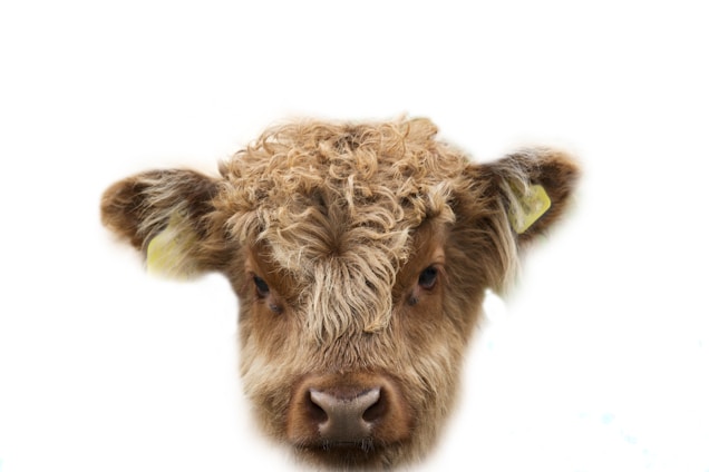 An illustration of Baxter the Highland Cow, showcasing his charm and uniqueness.