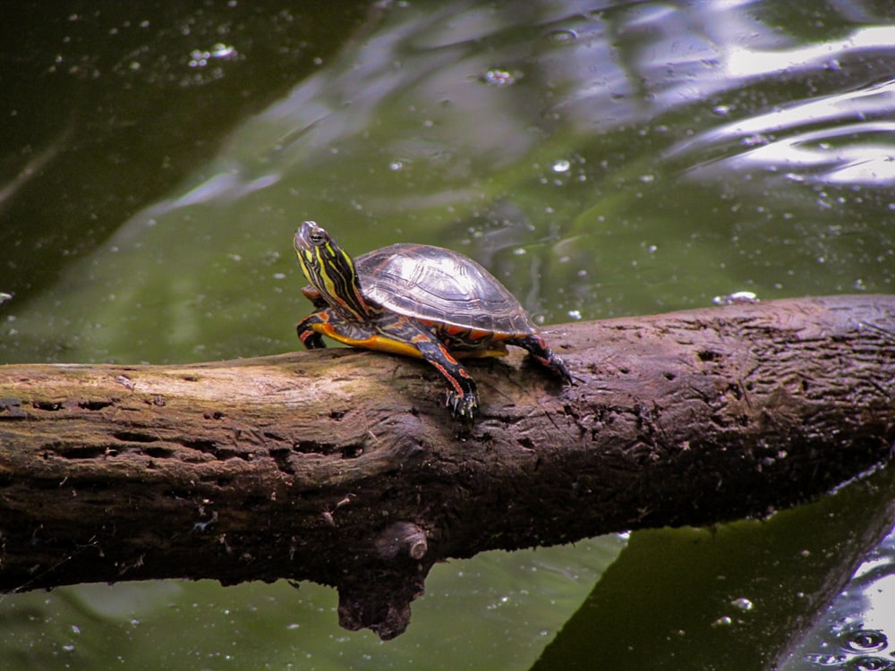 turtle crawling in a tree log