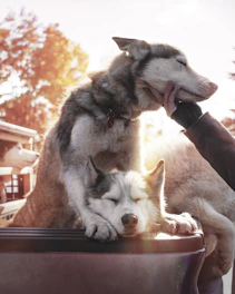 A serene image of a dog and cat enjoying a gentle grooming session in a sunlit modern room.