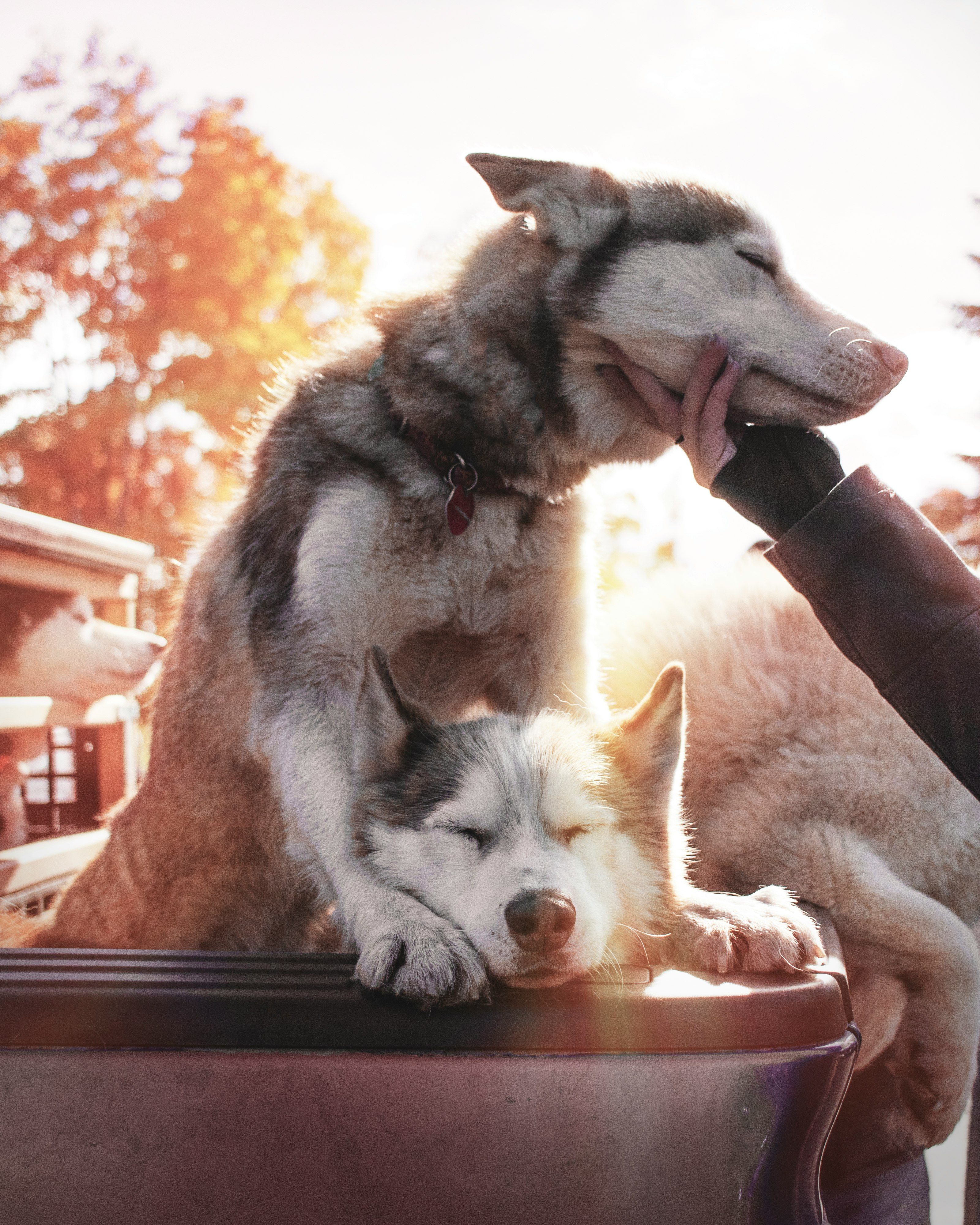 two fawn Siberian Huskies