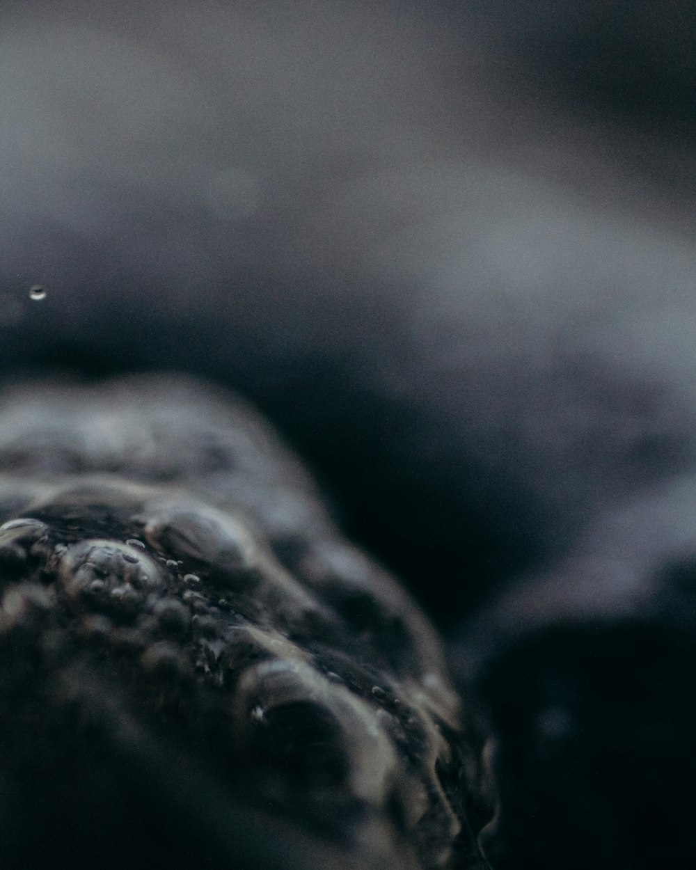 a close up of a lizard's head with a blurry background