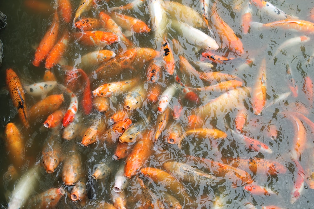 school of koi fish