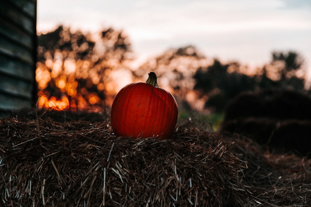 orange pumpkin