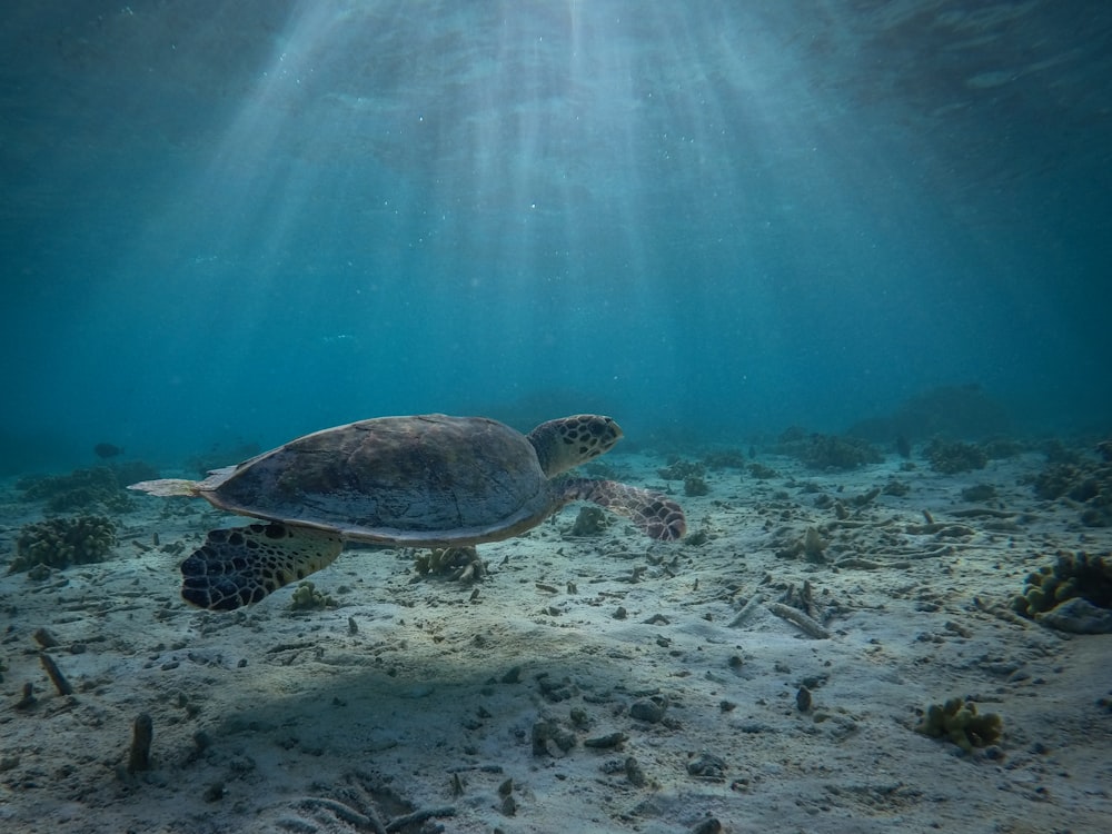 underwater photography of gray turtle