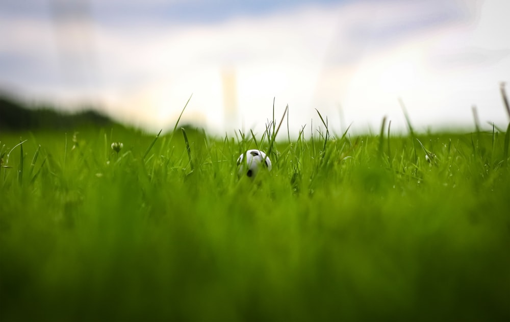 pallone da calcio su campo in erba verde