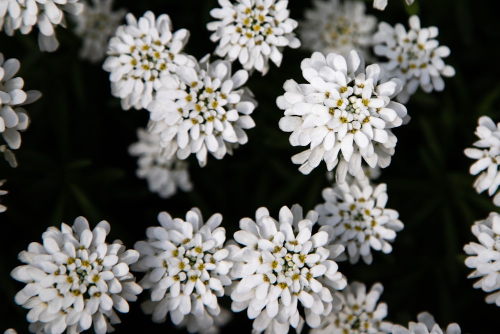 white-petaled flowers