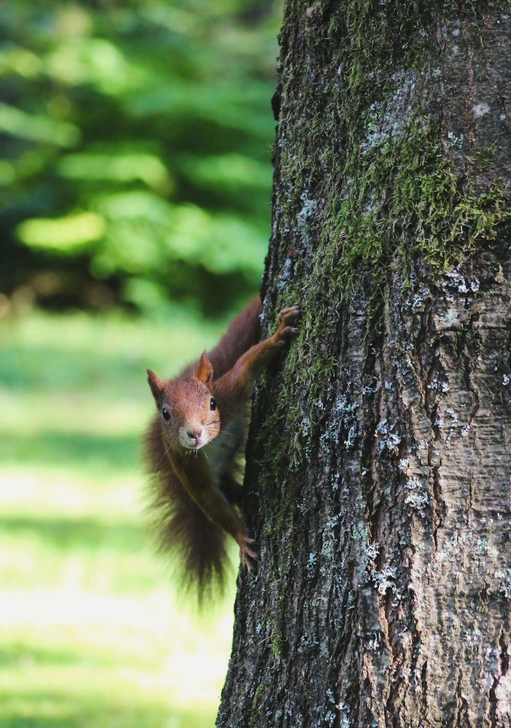 brown squirrel on tree trunk