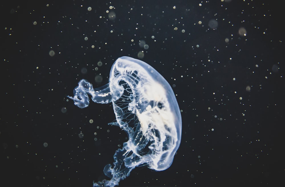 jellyfish