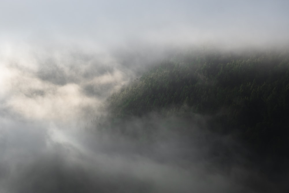 aerial view of trees during foggy day