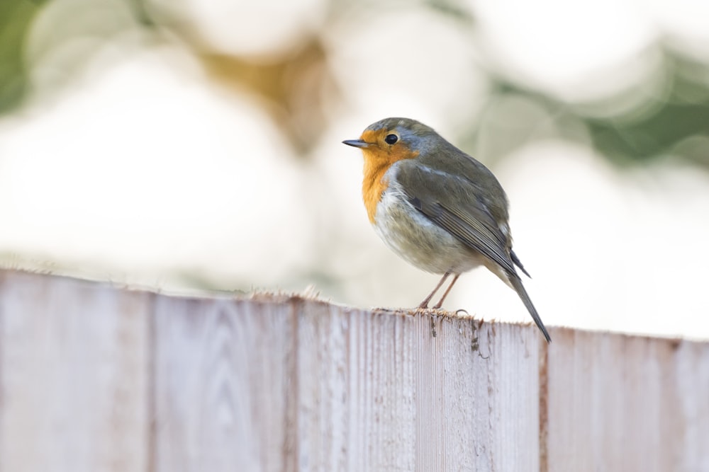 gray and orange small beaked bird on wood