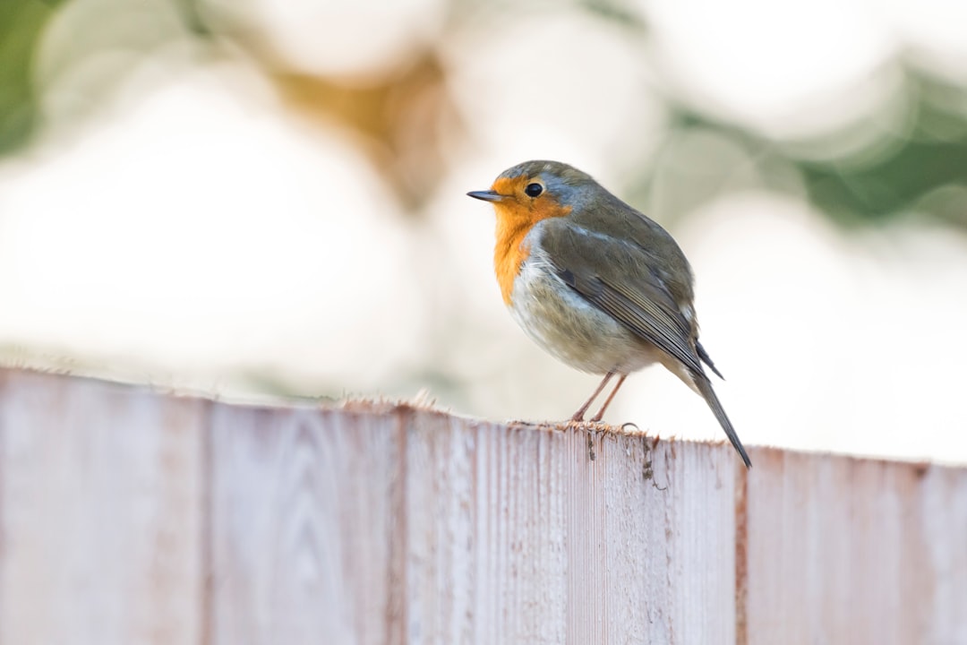  gray and orange small beaked bird on wood robin