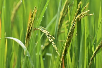 Close-up of fresh green agricultural crops in a field