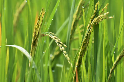 Close-up of vibrant green crops being sprayed with natural bio-stimulant solutions.