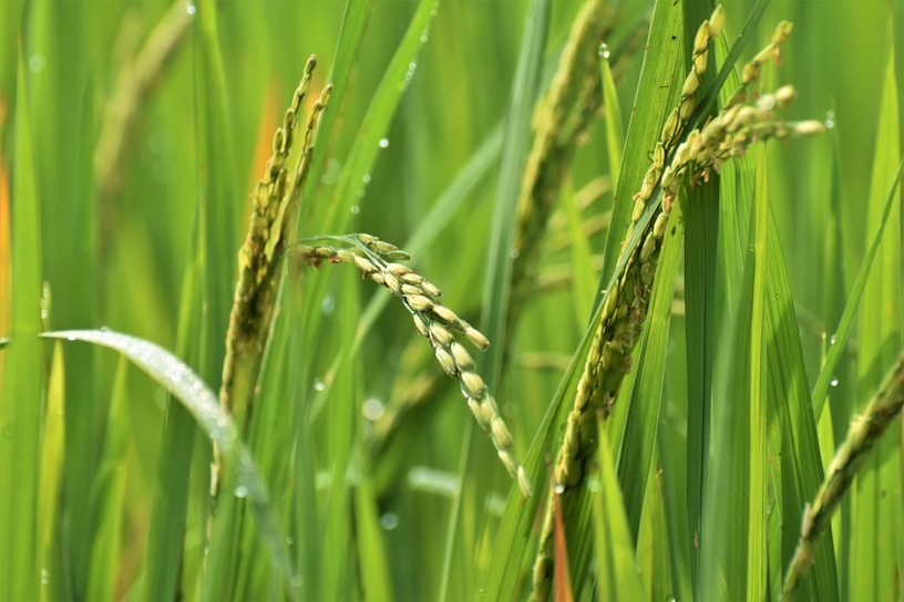 Close-up of vibrant green crops treated with Pronutiwa Agro Chemicals' pesticide.