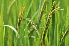 Close-up view of green rice plants with droplets of water on the leaves and grains. The image captures the fresh, vibrant green color of the plants in a field setting.