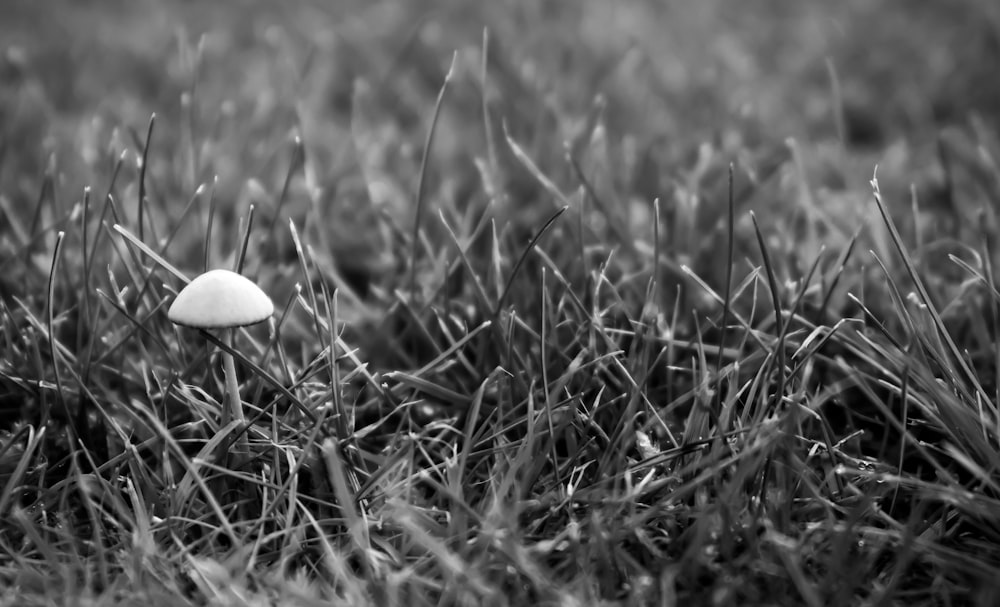 grayscale photo of mushroom surrounded with grasses