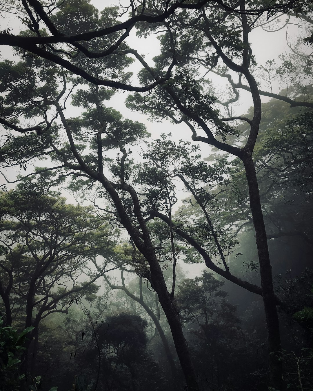 Forest photo spot Victoria Peak Hong Kong