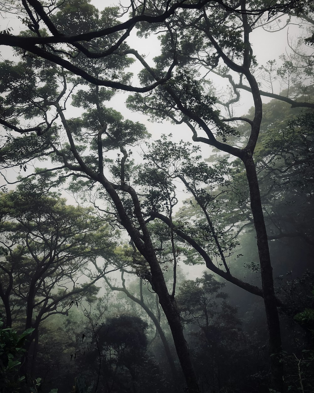 green trees and plants during daytime