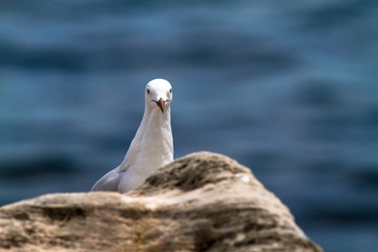 white dove in Shelly Beach Australia