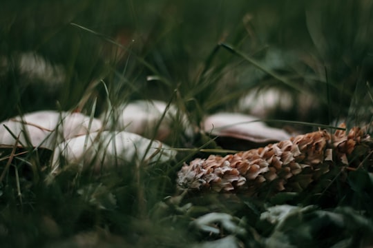 close-up photo of brown animal on grass in Kaunas Lithuania