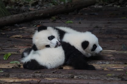 100 Panda Pictures Download Free Images On Unsplash