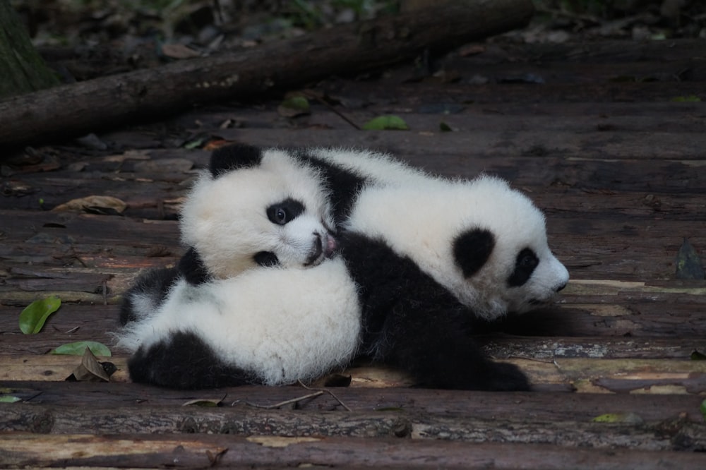 zwei weiß-schwarze Pandas
