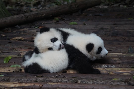 two white-and-black panda in Chengdu Panda Breeding Research Center China