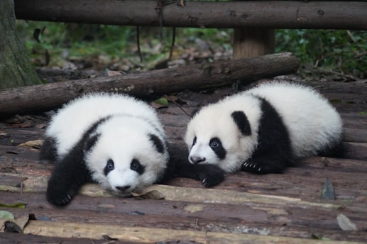 Pandas
