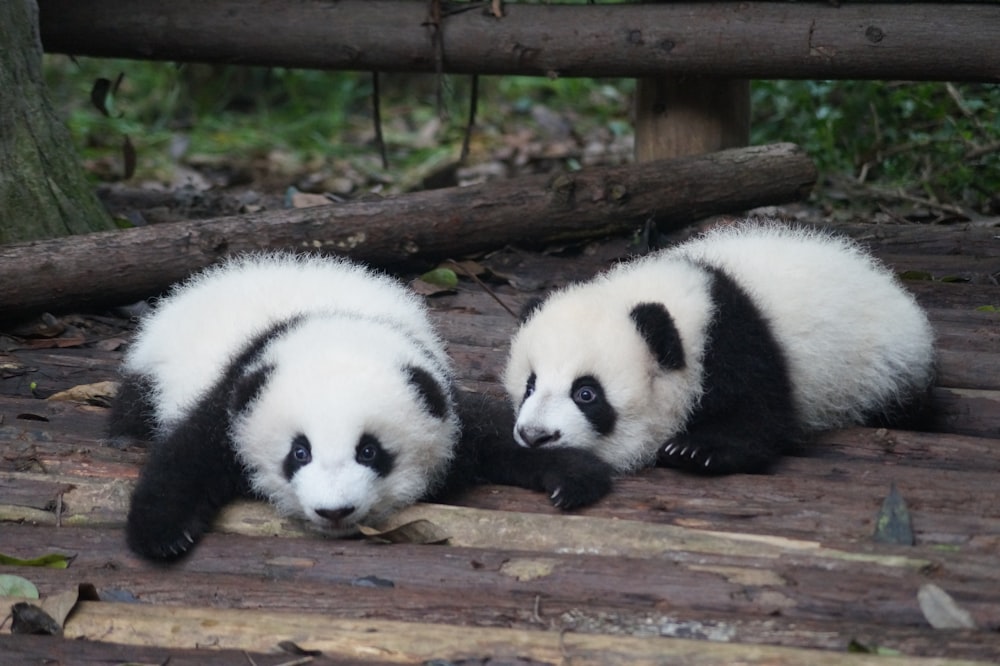dos pandas blancos y negros tirados en el suelo durante el día