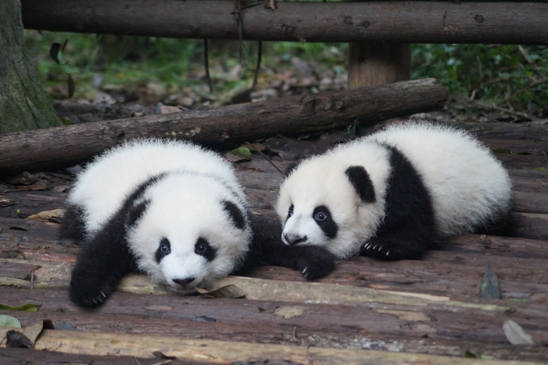  two white and black pandas lying on floor during daytime panda