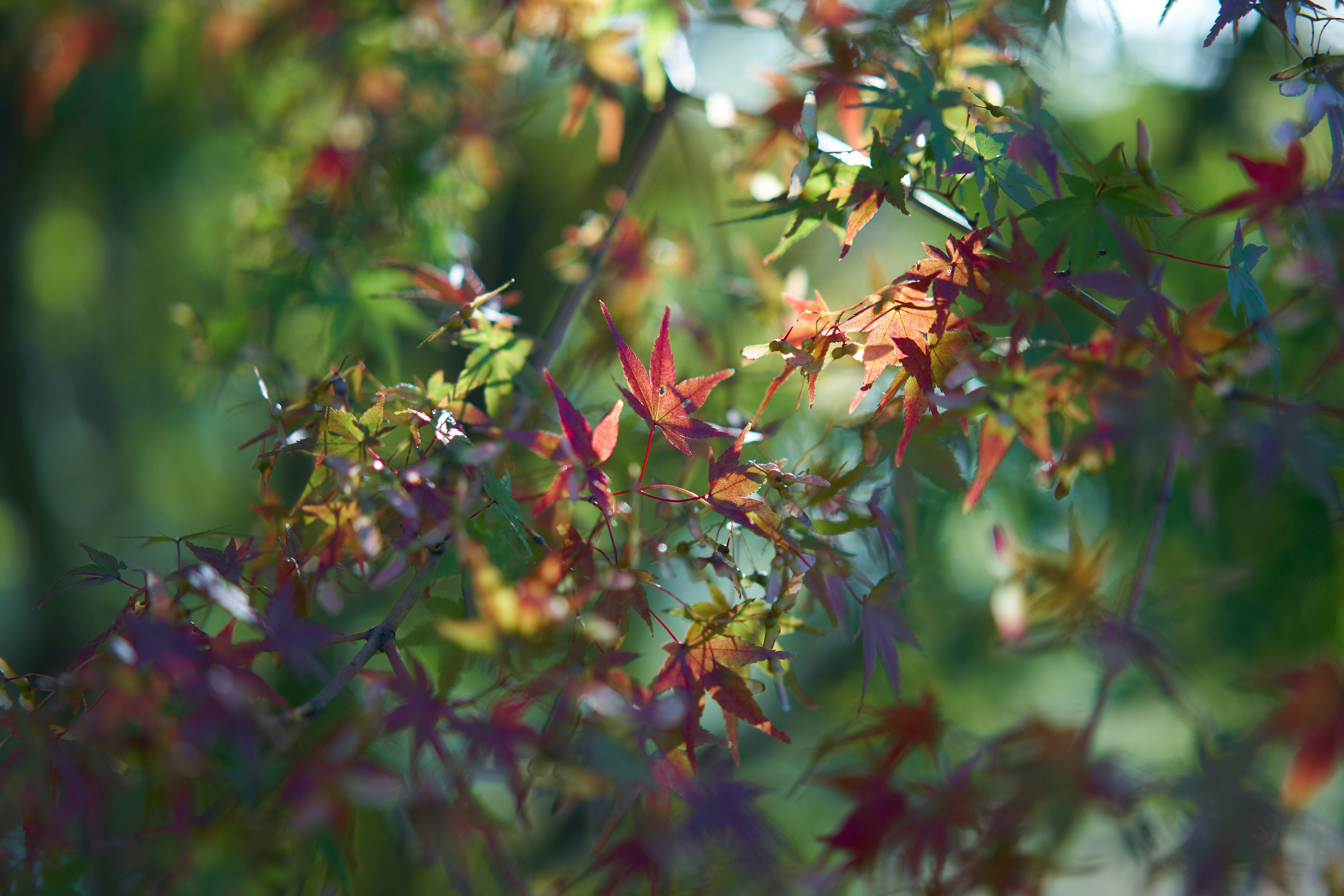 japanese maple